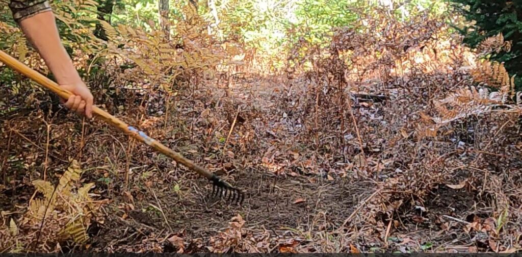 MOCK DEER SCRAPE – How and why you should make one – Bigwoodsman